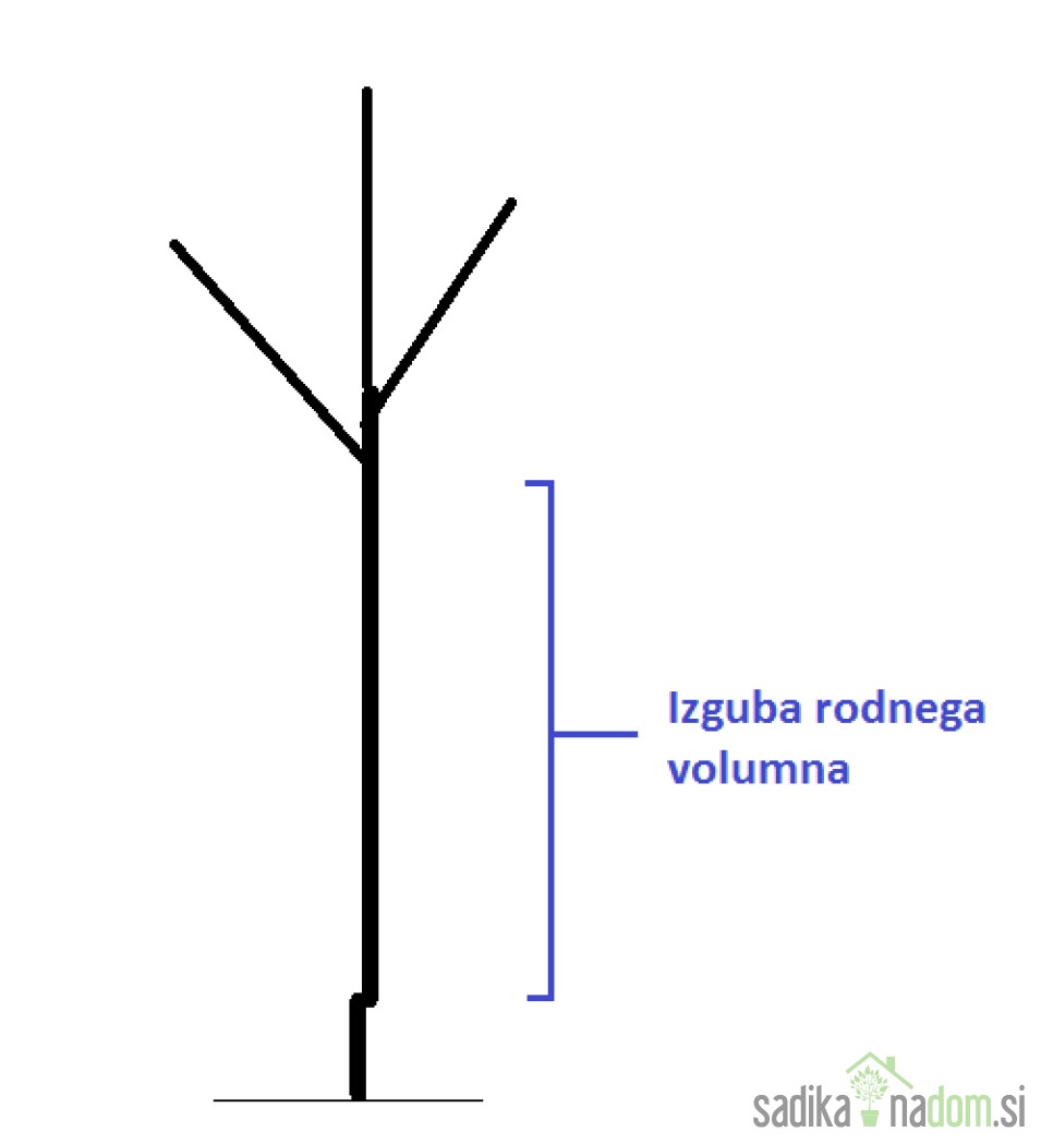 Sajenje Kakija | Sadika Na Dom